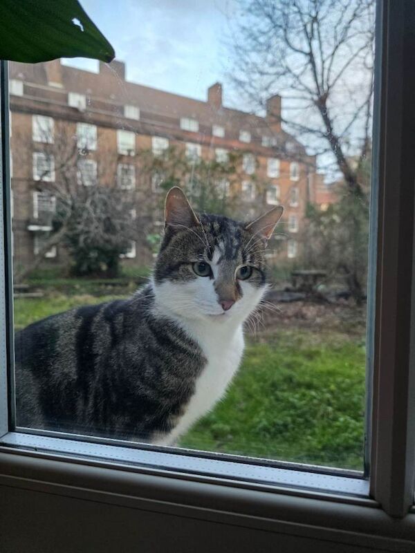 British Shorthair kittens for sale in Southwark, London – 1 year old - Image 3 of 3