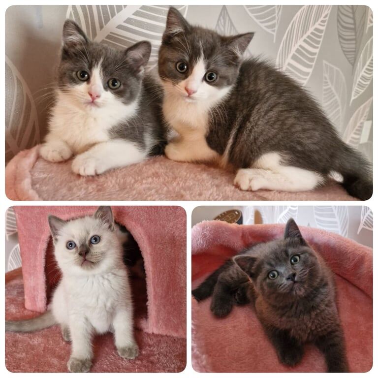 Absolutely Stunning Litter of British Shorthair X Ragdoll Kittens *Ready To Go* for sale in Fearnhead, Cheshire