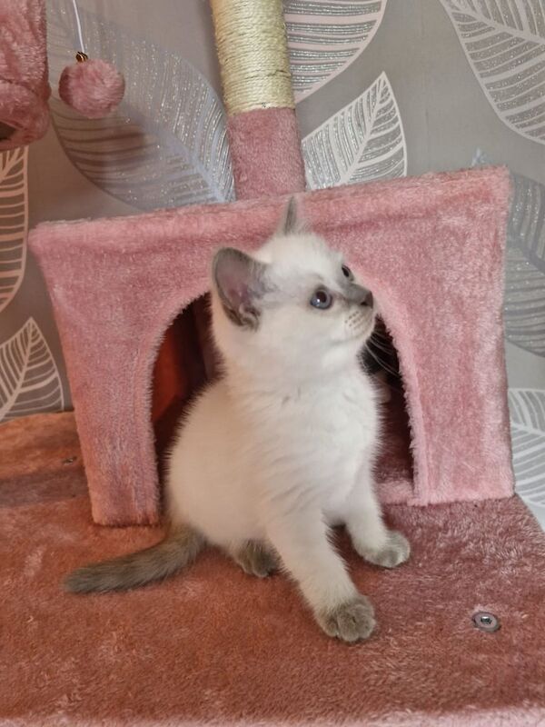 Absolutely Stunning Litter of British Shorthair X Ragdoll Kittens *Ready To Go* for sale in Fearnhead, Cheshire | Image 2