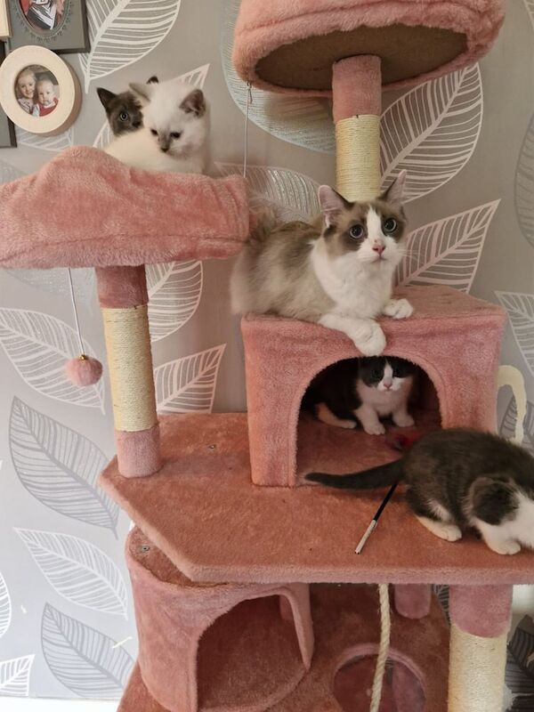 Absolutely Stunning Litter of British Shorthair X Ragdoll Kittens *Ready To Go* for sale in Fearnhead, Cheshire | Image 3