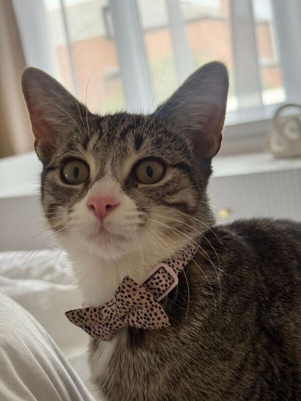 Adorable 12 week old Tabby Kitten