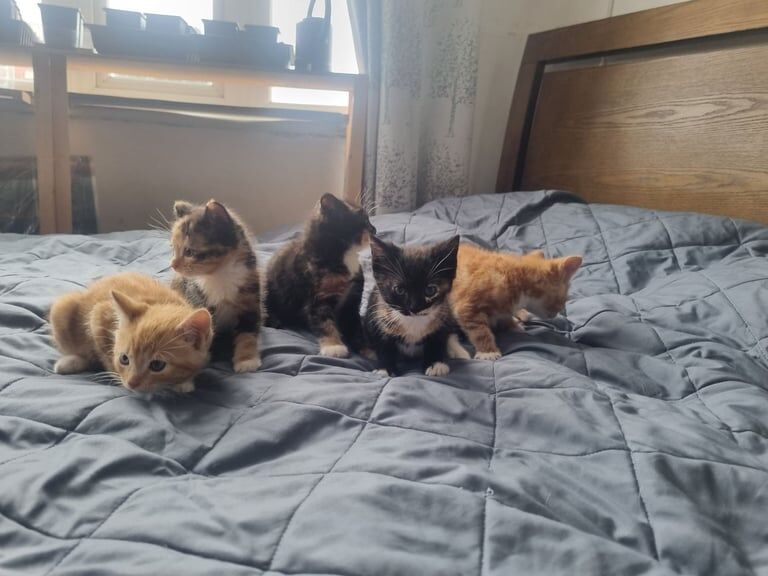 Adorable 7-Week-Old Kittens Available – Cute, Friendly & Socialized for sale in Kingston Hill, Greater London