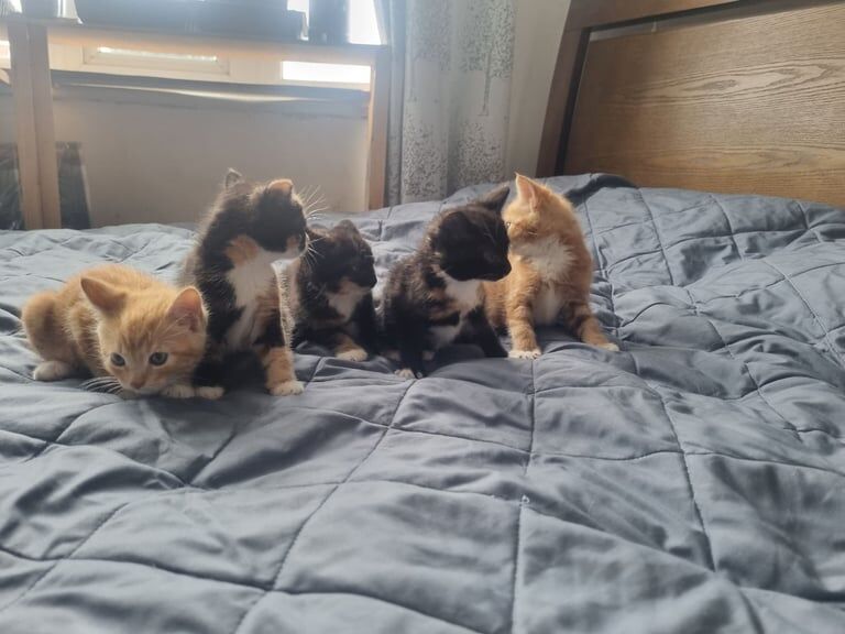 Adorable 7-Week-Old Kittens Available – Cute, Friendly & Socialized for sale in Kingston Hill, Greater London | Image 2