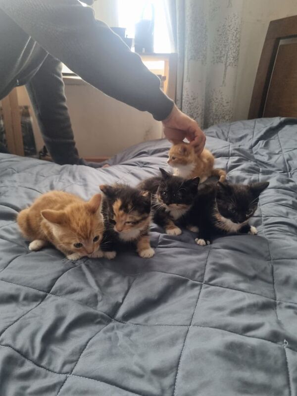 Adorable 7-Week-Old Kittens Available – Cute, Friendly & Socialized for sale in Kingston Hill, Greater London | Image 3