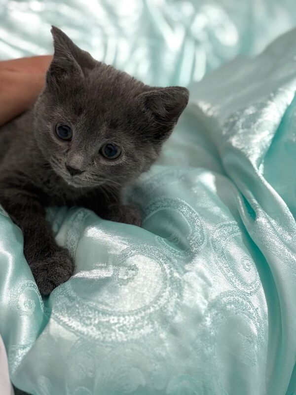 Adorable 8-Week-Old British Shorthair Kitten – Ready for a Loving Home