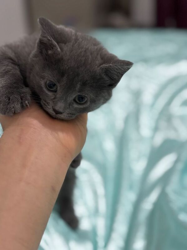 Adorable 8-Week-Old British Shorthair Kitten – Ready for a Loving Home - Image 2 of 5