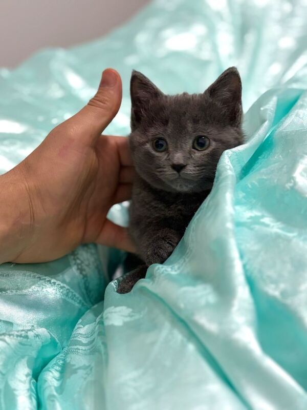 Adorable 8-Week-Old British Shorthair Kitten – Ready for a Loving Home - Image 3 of 5