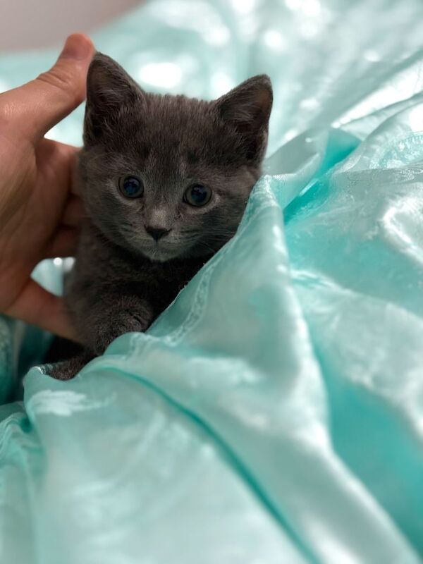 Adorable 8-Week-Old British Shorthair Kitten – Ready for a Loving Home - Image 4 of 5