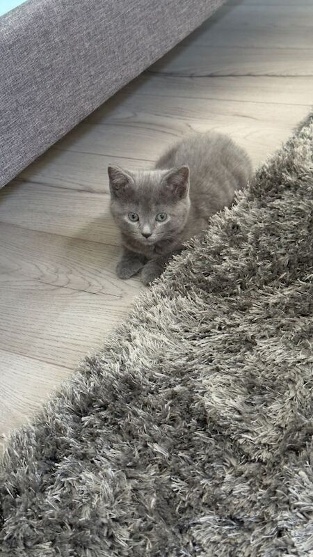 Adorable 8-Week-Old British Shorthair Kitten – Ready for a Loving Home - Image 5 of 5