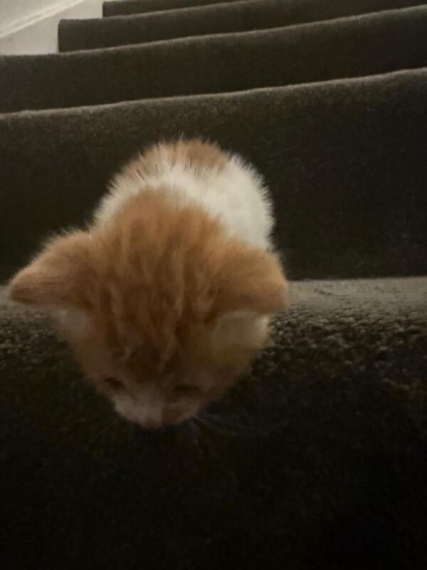 British Shorthair kittens for sale in Solihull, West Midlands – 8 weeks old - Image 2 of 3