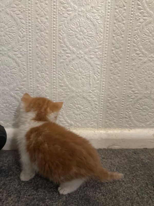 British Shorthair kittens for sale in Solihull, West Midlands – 8 weeks old - Image 3 of 3