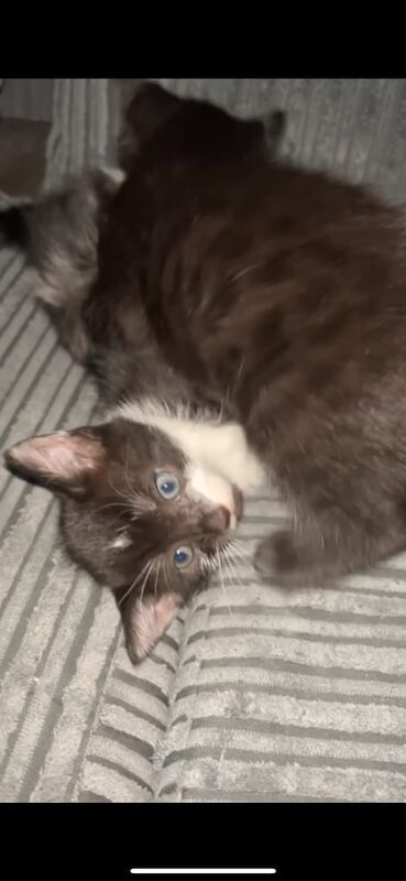 British Shorthair kittens for sale in Coventry, West Midlands – 9 months old - Image 1 of 3