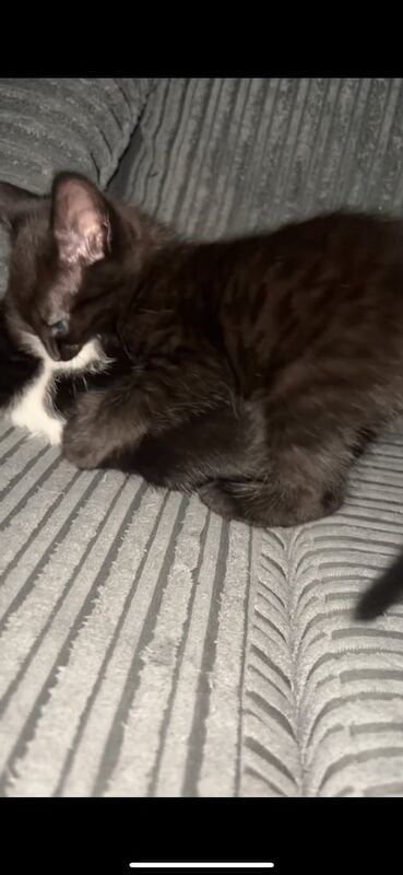 British Shorthair kittens for sale in Coventry, West Midlands – 9 months old - Image 2 of 3