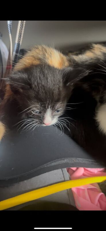 British Shorthair kittens for sale in Coventry, West Midlands – 9 months old - Image 3 of 3