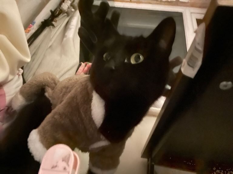 Adorable 8year old boy cat