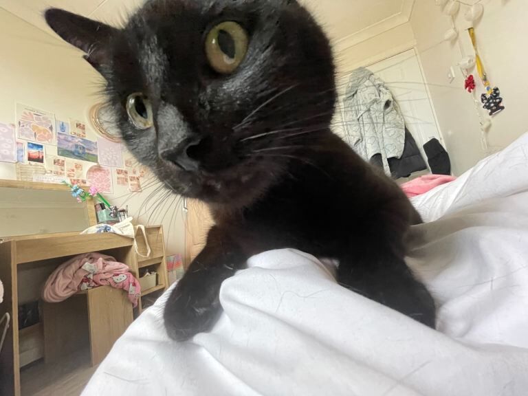 Adorable 8year old boy cat - Image 2 of 6