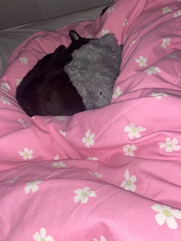 Adorable 8year old boy cat - Image 4 of 6