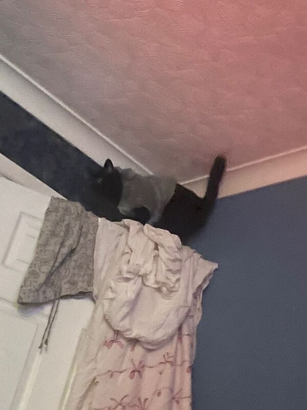 Adorable 8year old boy cat - Image 5 of 6