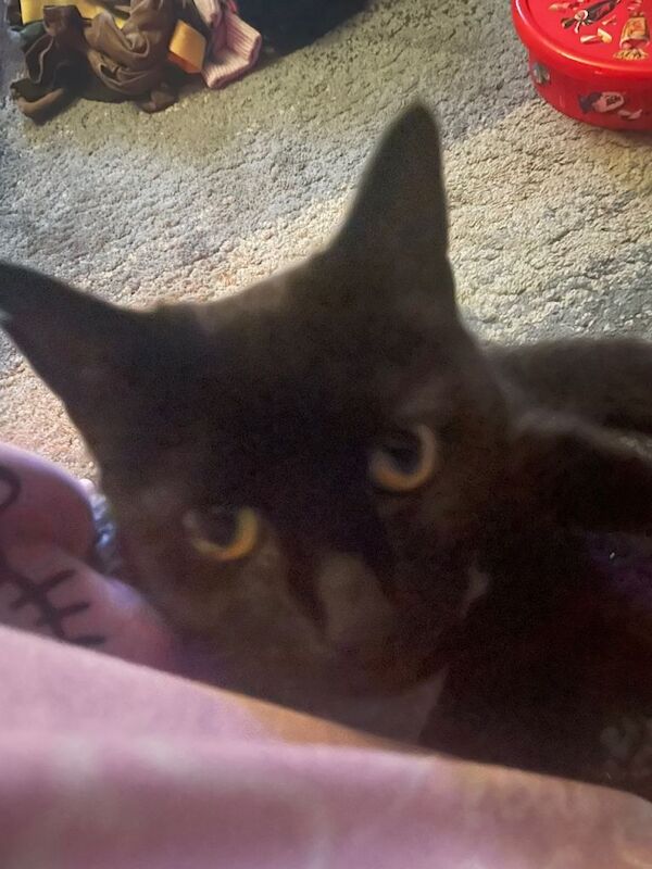 Adorable 8year old boy cat - Image 6 of 6