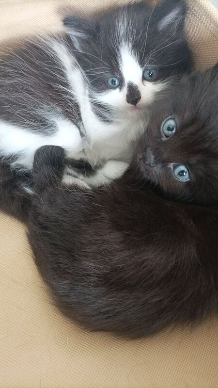 Adorable affectionate black kittens for sale in Port Talbot, West Glamorgan