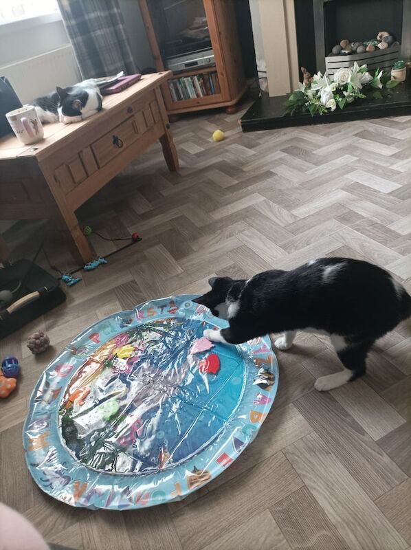 British Shorthair kittens for sale in Port Talbot, Swansea – 8 months old - Image 2 of 2