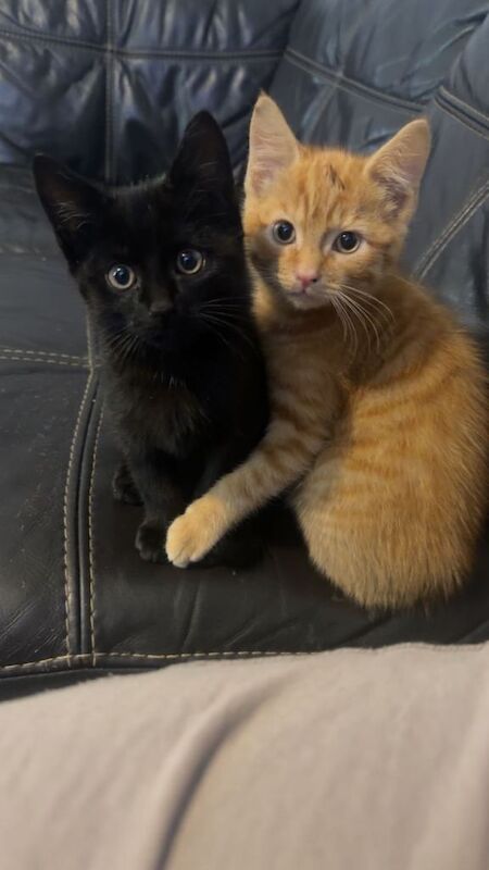 Adorable Black and Ginger Kittens Looking for a Loving Home