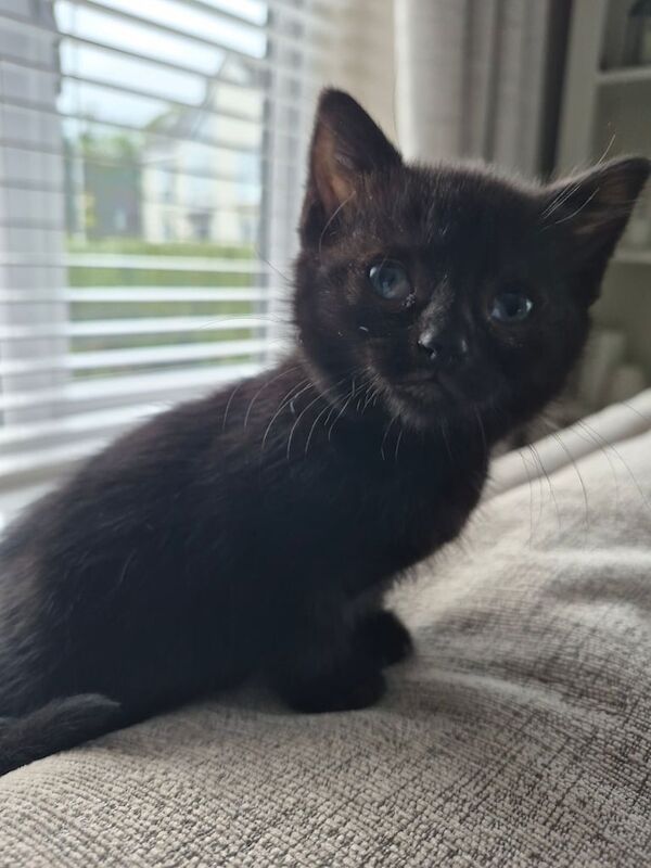 British Shorthair kittens for sale in Worcester, Worcestershire – 7 weeks old