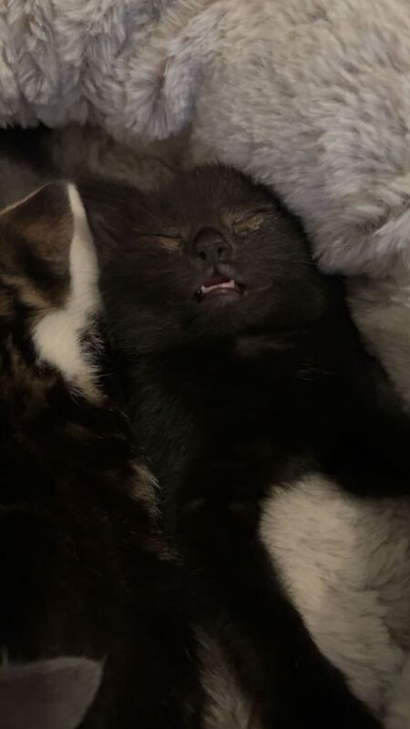 British Shorthair kittens for sale in Worcester, Worcestershire – 7 weeks old - Image 2 of 2
