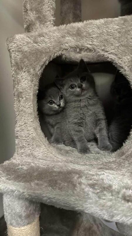British Shorthair kittens for sale in Banbury, Oxfordshire – 7 weeks old