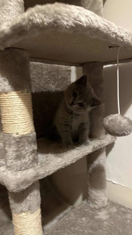 British Shorthair kittens for sale in Banbury, Oxfordshire – 8 weeks old - Image 2 of 4
