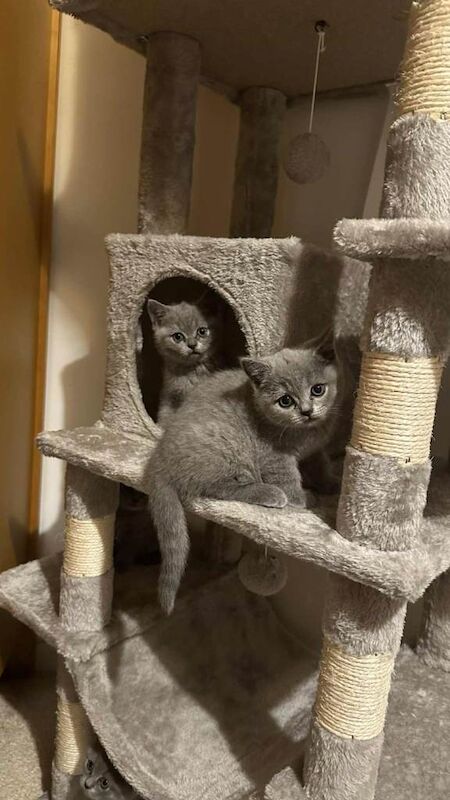 British Shorthair kittens for sale in Banbury, Oxfordshire – 8 weeks old - Image 3 of 4