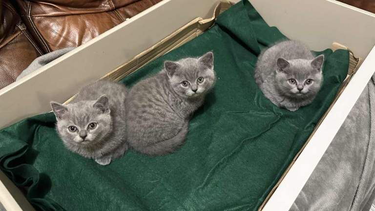 British Shorthair kittens for sale in Banbury, Oxfordshire – 8 weeks old - Image 4 of 4