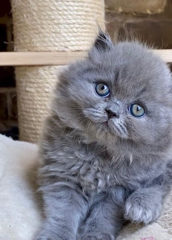 British Shorthair kittens for sale in Ruislip, Greater London – 8 weeks old