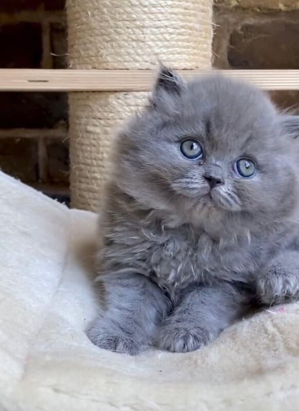British Shorthair kittens for sale in Ruislip, Greater London – 8 weeks old - Image 2 of 3