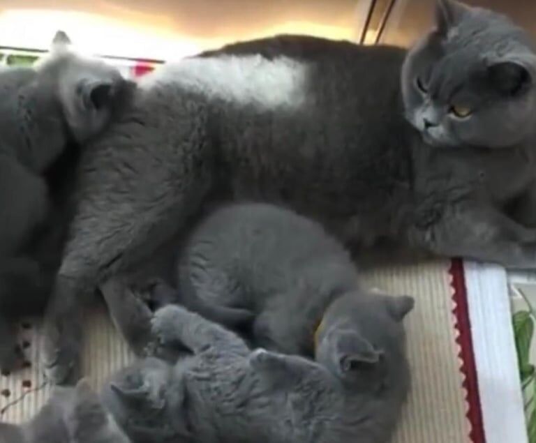 British Shorthair kittens for sale in Ruislip, Greater London – 8 weeks old - Image 3 of 3
