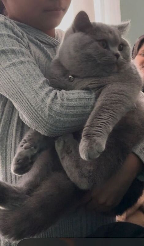 Adorable boy kitten for sale