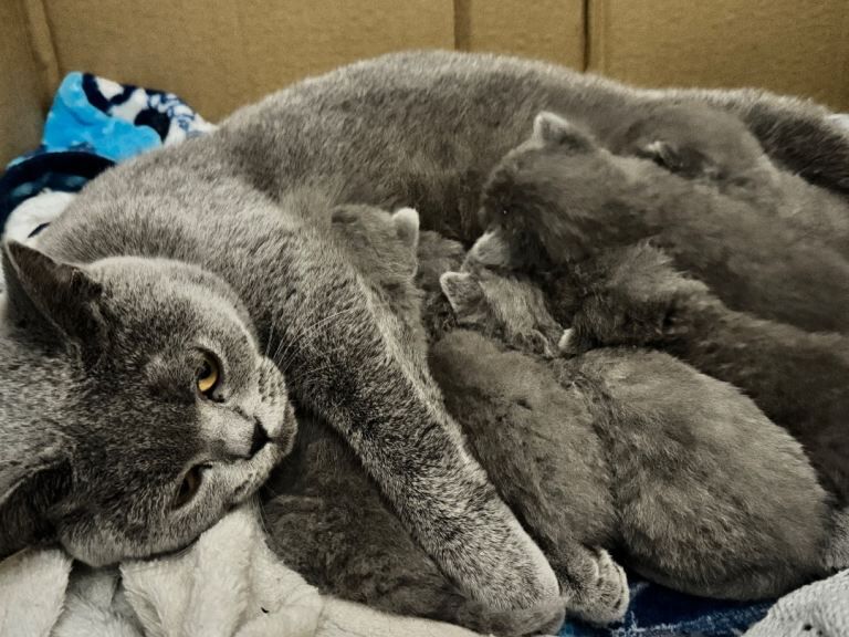 British Shorthair kittens for sale in Ringwood, Hampshire – 2 weeks old