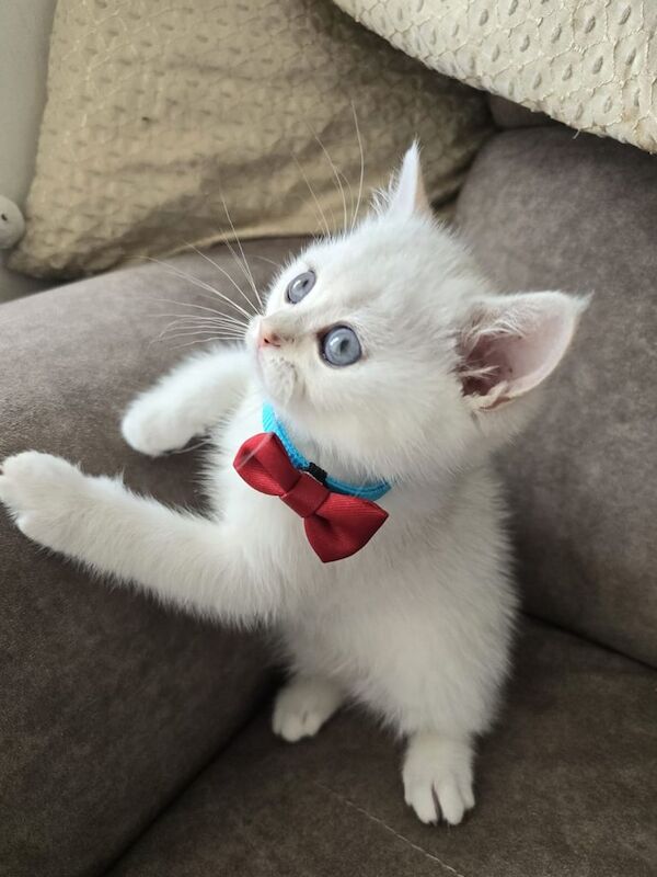 British Shorthair kittens for sale in Braintree, Essex – 11 weeks old