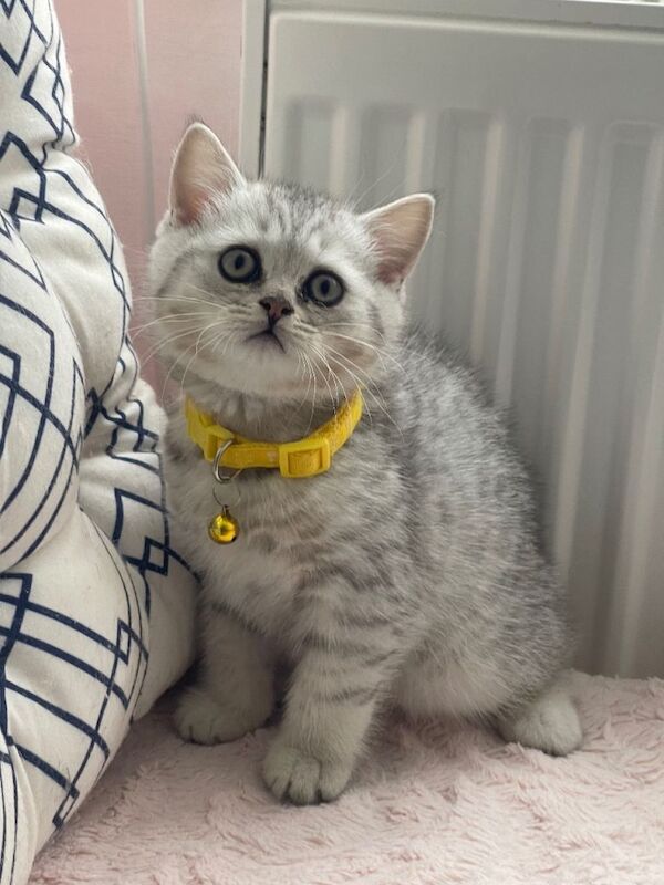Adorable British Short Hair Kittens Ready for Caring Homes