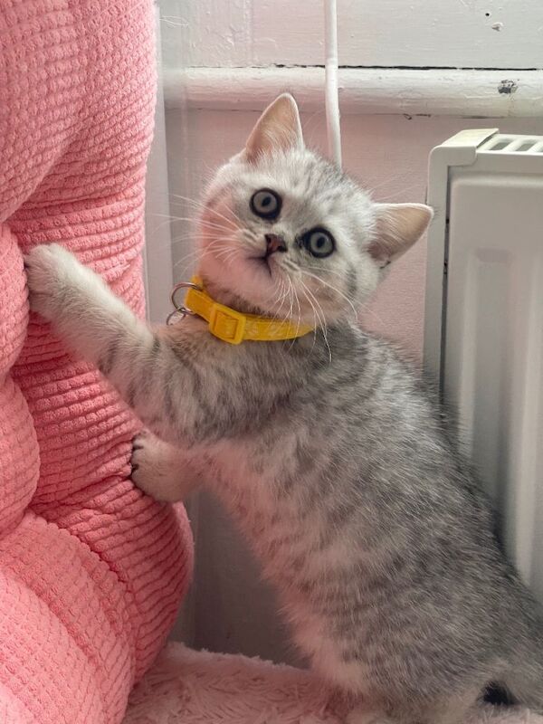 Adorable British Short Hair Kittens Ready for Caring Homes - Image 2 of 6