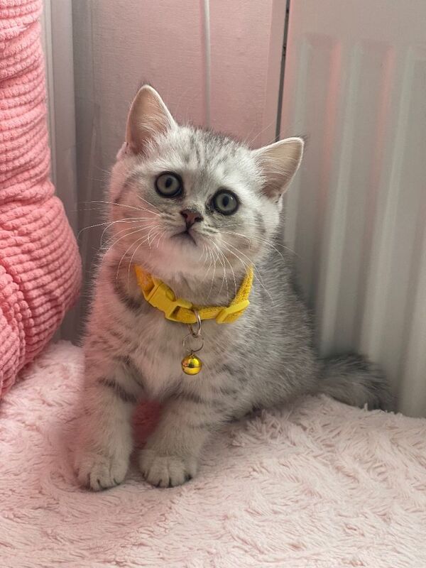 Adorable British Short Hair Kittens Ready for Caring Homes - Image 3 of 6