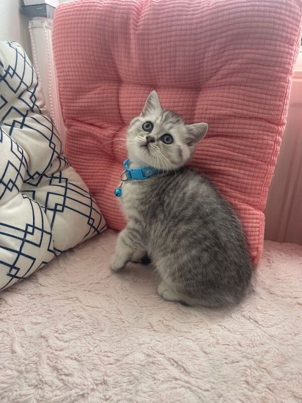 Adorable British Short Hair Kittens Ready for Caring Homes - Image 4 of 6