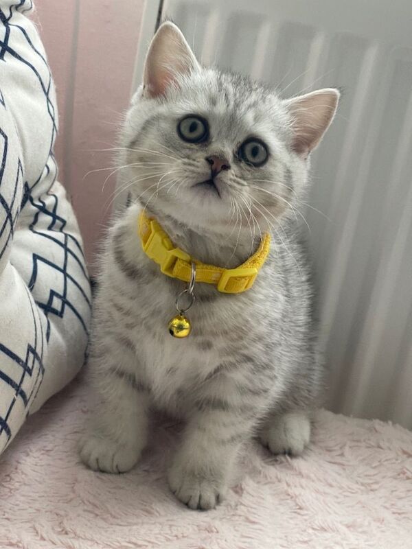 Adorable British Short Hair Kittens Ready for Caring Homes - Image 5 of 6