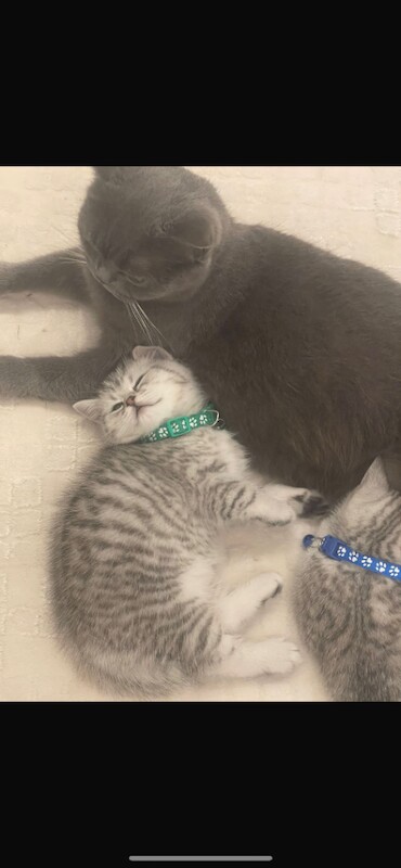 Adorable British Short Hair Kittens Ready for Caring Homes - Image 6 of 6