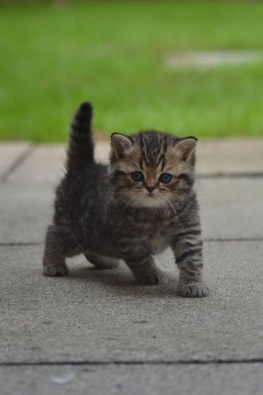 British Shorthair kittens for sale in Ealing, Greater London – 5 weeks old