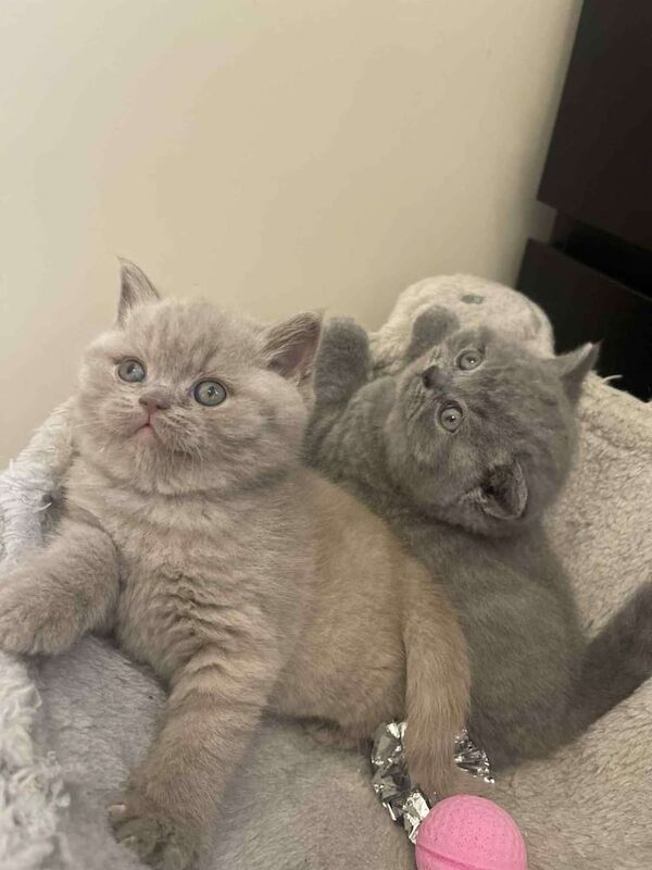 British Shorthair kittens for sale in Corby, Northamptonshire – 7 weeks old