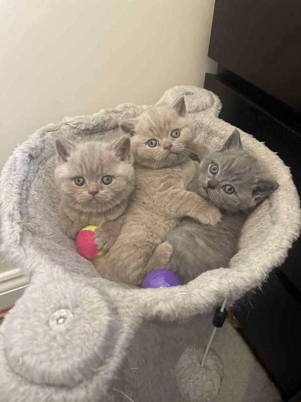 British Shorthair kittens for sale in Corby, Northamptonshire β 7 weeks old - Image 2 of 5