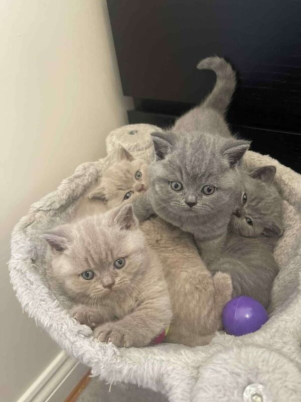 British Shorthair kittens for sale in Corby, Northamptonshire β 7 weeks old - Image 3 of 5