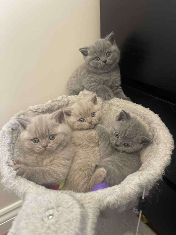 British Shorthair kittens for sale in Corby, Northamptonshire β 7 weeks old - Image 4 of 5