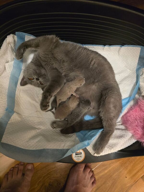 British Shorthair kittens for sale in Corby, Northamptonshire β 7 weeks old - Image 5 of 5